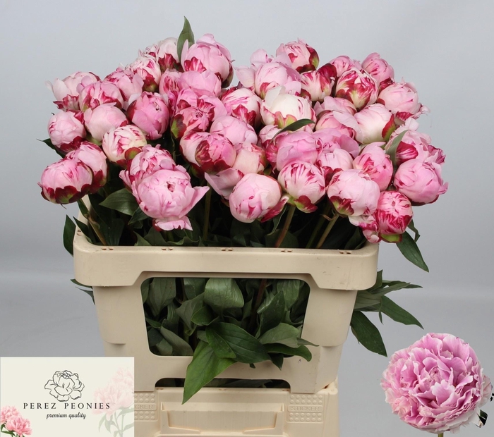 <h4>PAEO L SARA BERNHARD</h4>