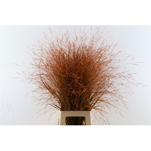 Siergras Panicum Kbh Orange P Stem