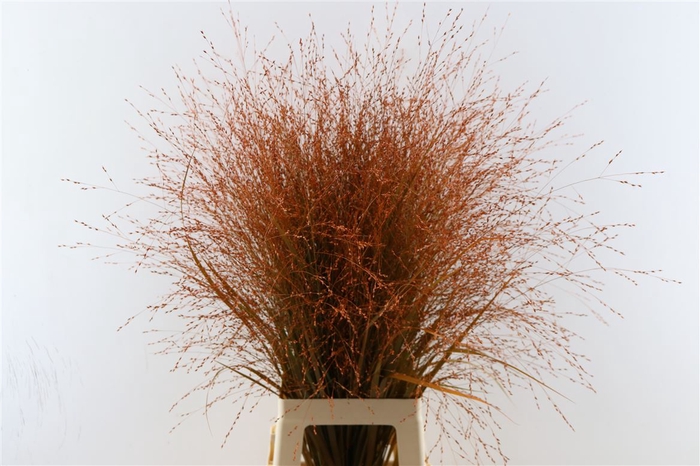 Siergras Panicum Kbh Orange P Stem