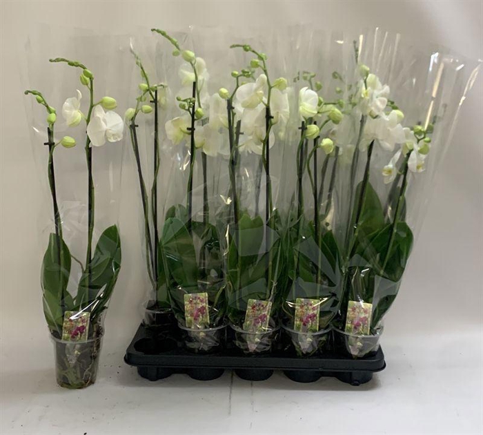 <h4>PHAL OV WIT</h4>