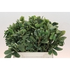 Pittosporum Ilan