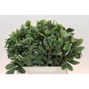 Pittosporum Ilan