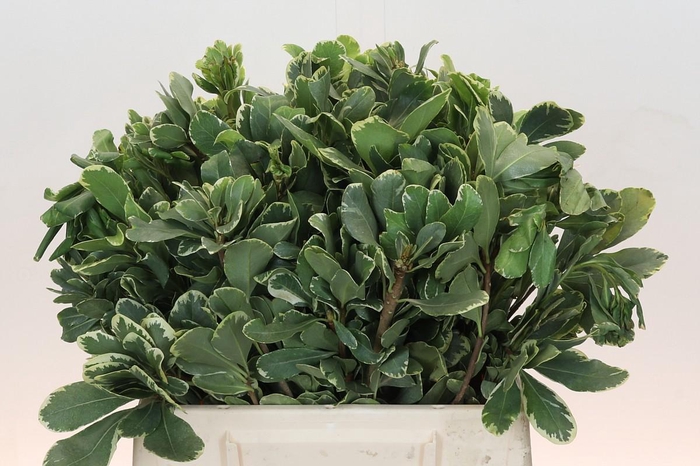 <h4>Pittosporum Ilan</h4>