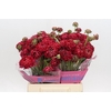Ranunculus Romance Poodle Chaouen