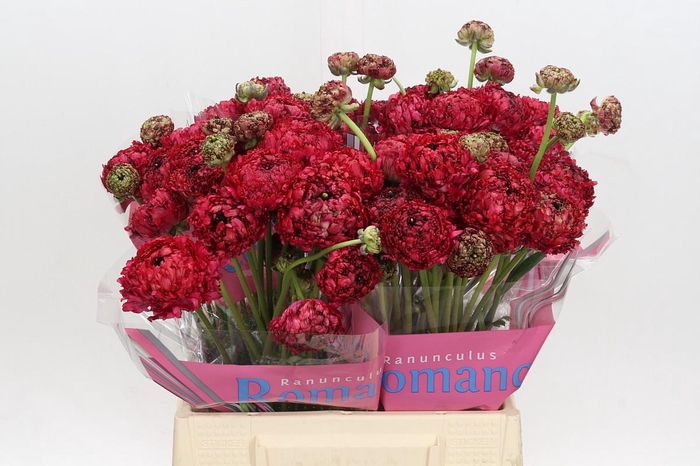 Ranunculus Romance Poodle Chaouen