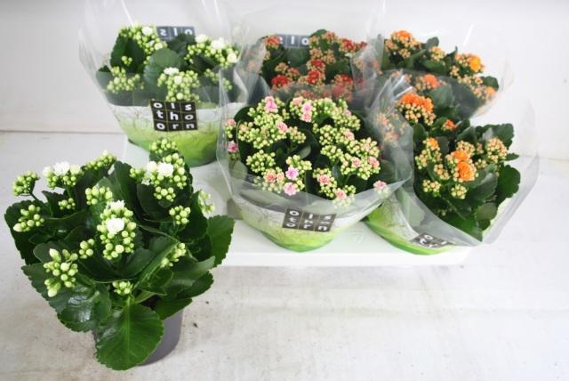 <h4>KAL GE GEM 4 KL</h4>