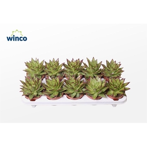 Echeveria Lipstick (Dr)