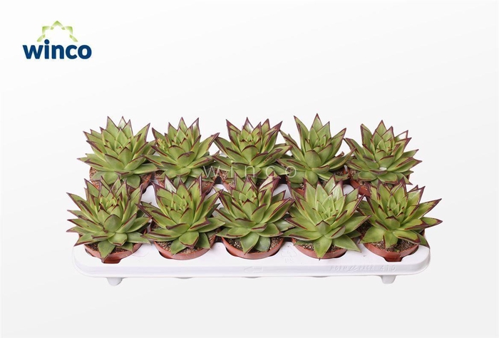 <h4>Echeveria Lipstick (Dr)</h4>