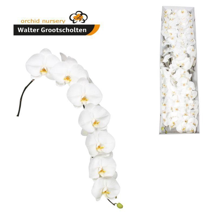 <h4>Phalaenopsis Sensation White 10-14</h4>