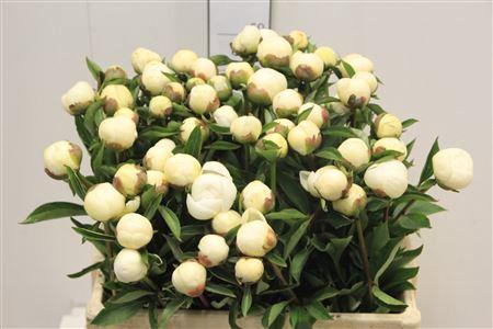 <h4>Paeo L Duches D Nemo</h4>