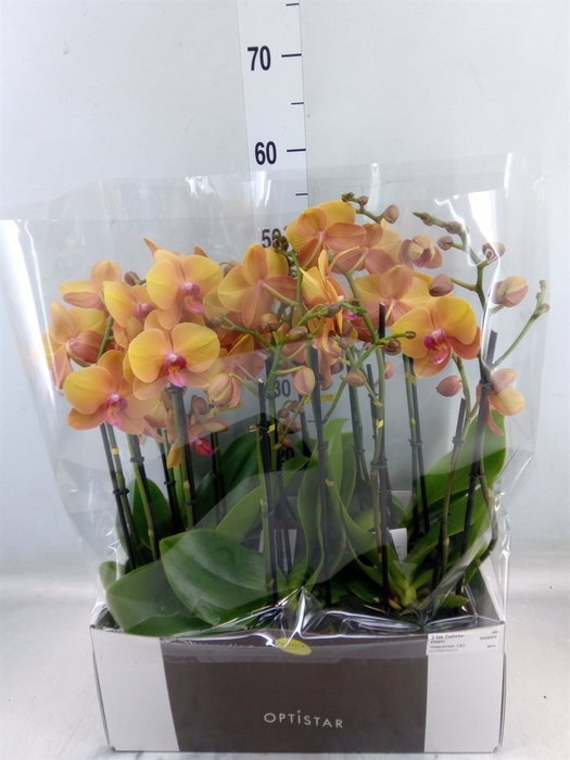 <h4>Phalaenopsis   ...orange</h4>