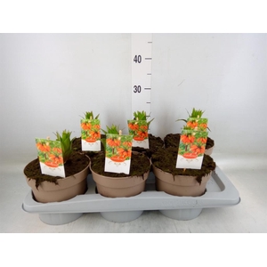 Fritillaria imper. 'Aurora'