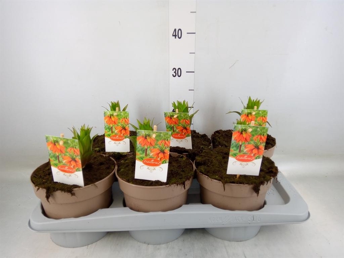 <h4>Fritillaria imper. 'Aurora'</h4>