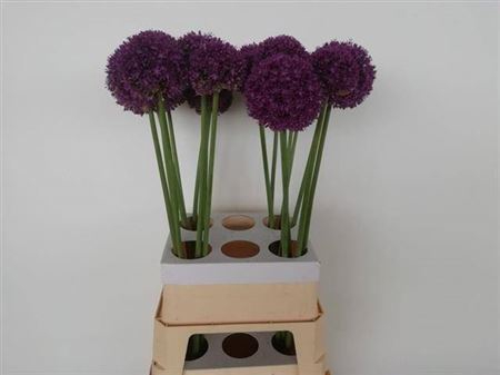 <h4>Allium Ambassador X24</h4>