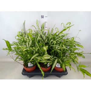 Pteris cretica 'Albolineata'