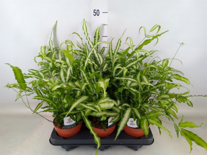 <h4>Pteris cretica 'Albolineata'</h4>