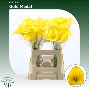 Calla Gold Medal