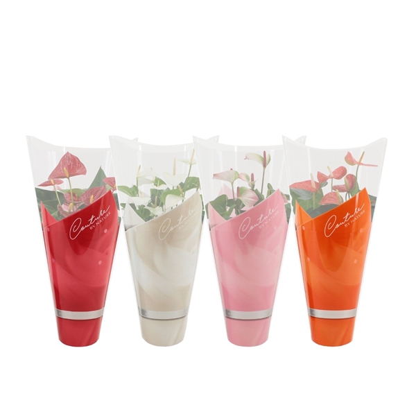 <h4>Anthurium 4 color mix in Couture sleeve</h4>