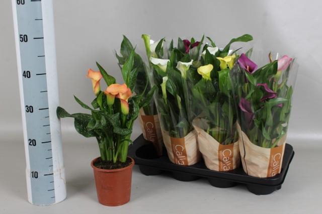 <h4>ZANT GEM 6 KL</h4>