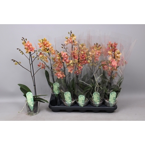 PHAL MF F SUNSE LOVE