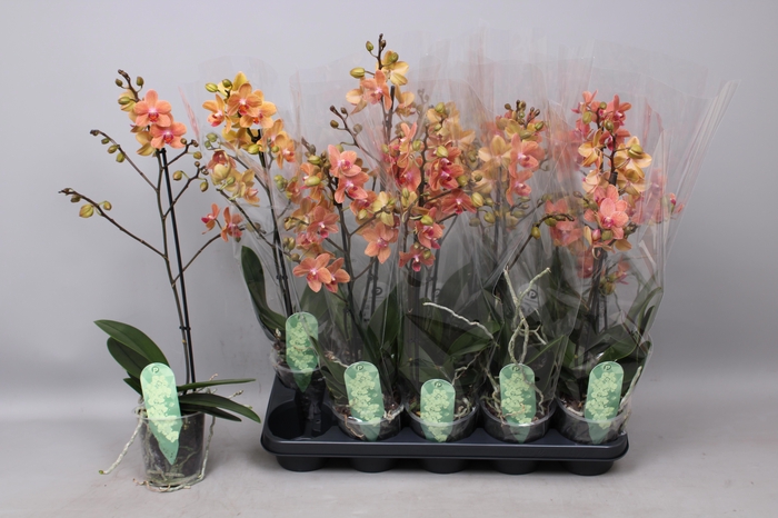 <h4>PHAL MF F SUNSE LOVE</h4>