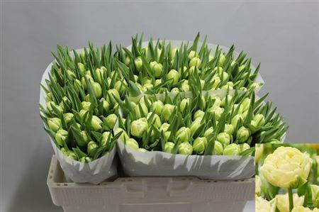 <h4>Tu Du Verona</h4>