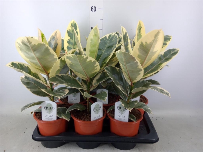 <h4>Ficus elastica 'Tineke'</h4>
