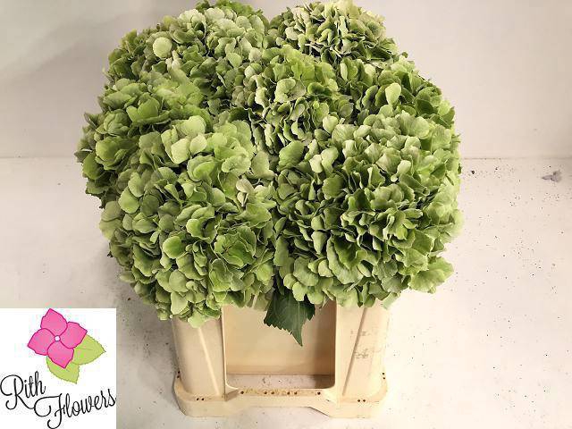 <h4>HYDR M CH VERENA CL</h4>