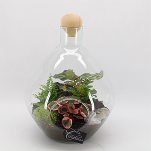 Arr.   Kamerplant Groen H%