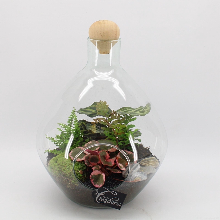 <h4>Arr.   Kamerplant Groen H%</h4>