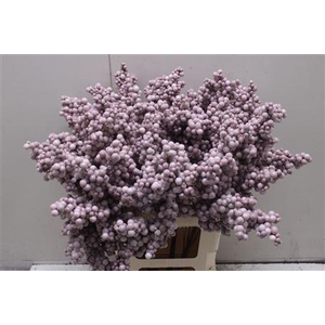 Bes Op Stok Icy Rosa