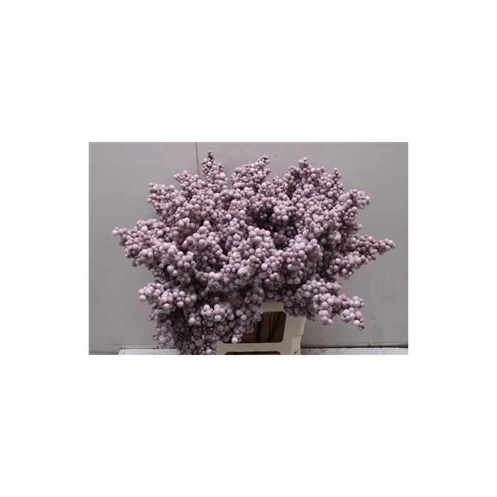<h4>Bes Op Stok Icy Rosa</h4>