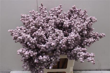 Bes Op Stok Icy Rosa