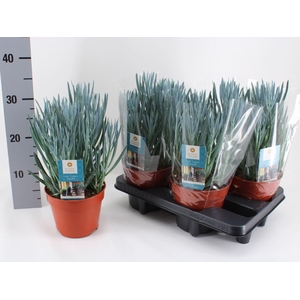 Curio ficoides 'Blues'