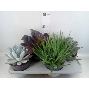 Succulents ...