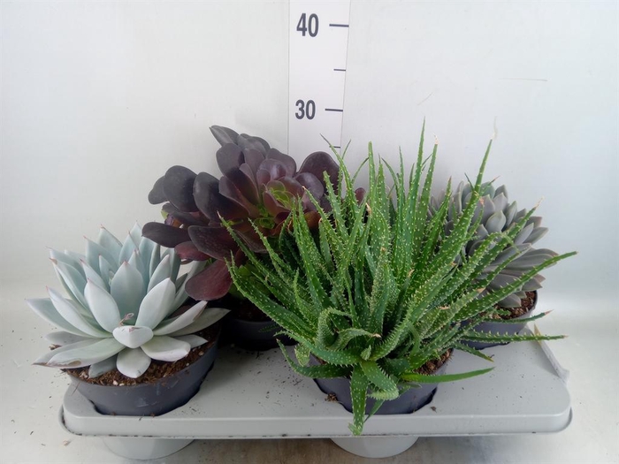 <h4>Succulents   ...</h4>