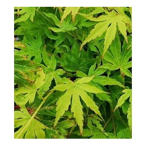 Acer palmatum