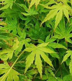 <h4>Acer palmatum</h4>