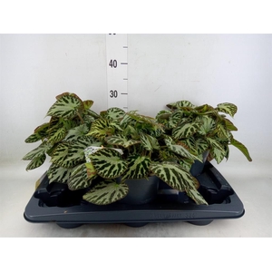 Begonia BD 'Silver Jewell'