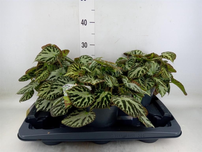 <h4>Begonia BD 'Silver Jewell'</h4>