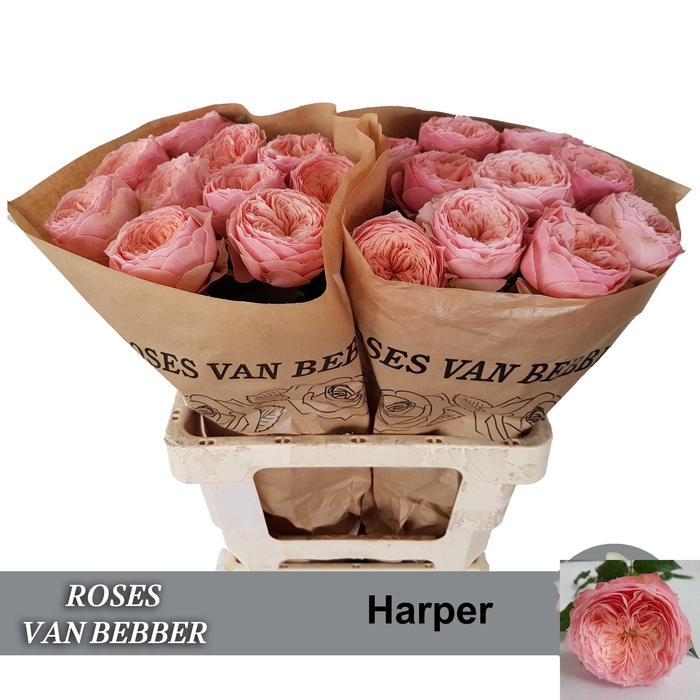 <h4>R GR HARPER!</h4>