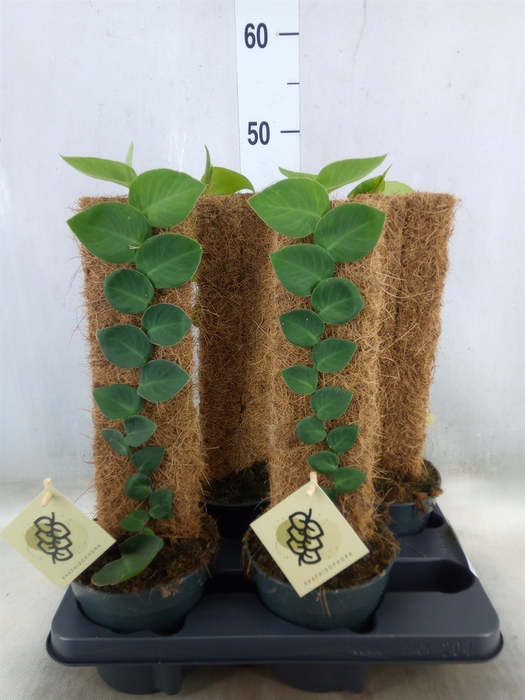 <h4>Rhaphidophora hayi</h4>