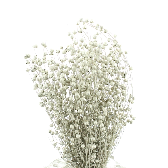 <h4>DROOGBL ONBEWERKT</h4>