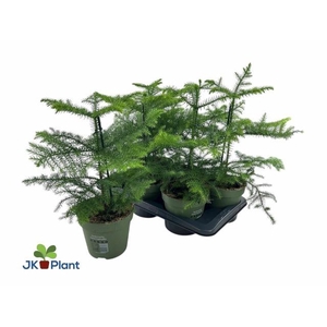 Araucaria Heterophylla 17Ø 40cm 1pp