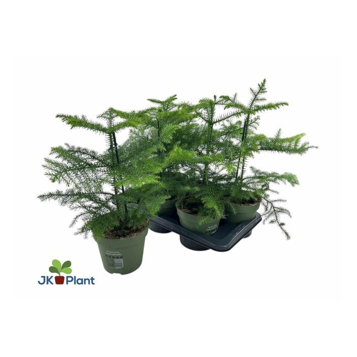 <h4>Araucaria Heterophylla 17Ø 40cm 1pp</h4>