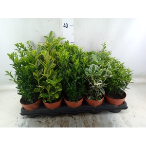 Euonymus japon.   ...mix