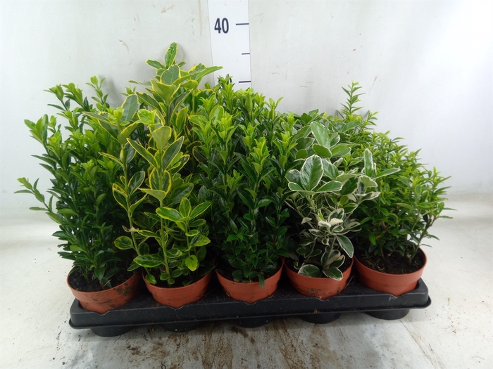<h4>Euonymus japon.   ...mix</h4>