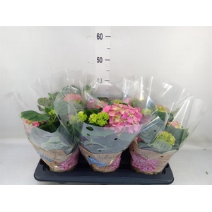 Hydrangea mac. 'Early Rosa'