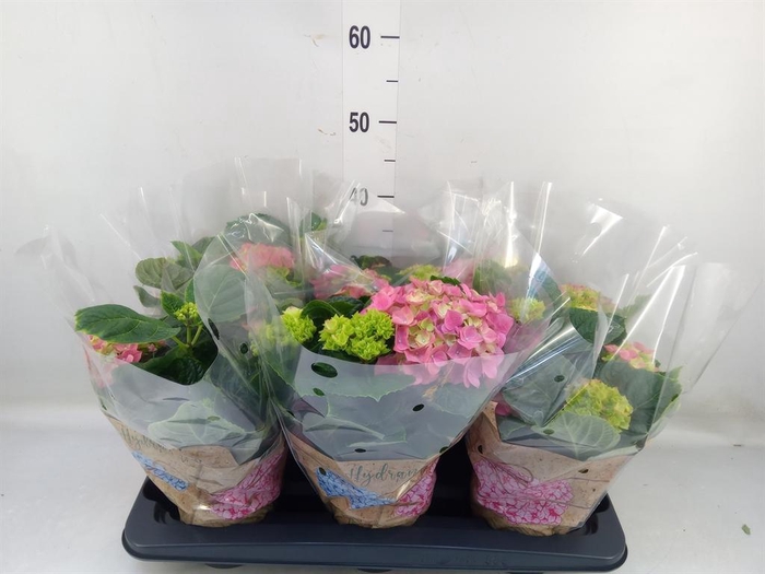 <h4>Hydrangea mac. 'Early Rosa'</h4>