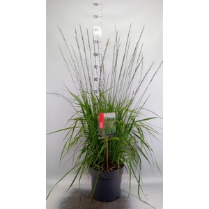 Molinia caerulea